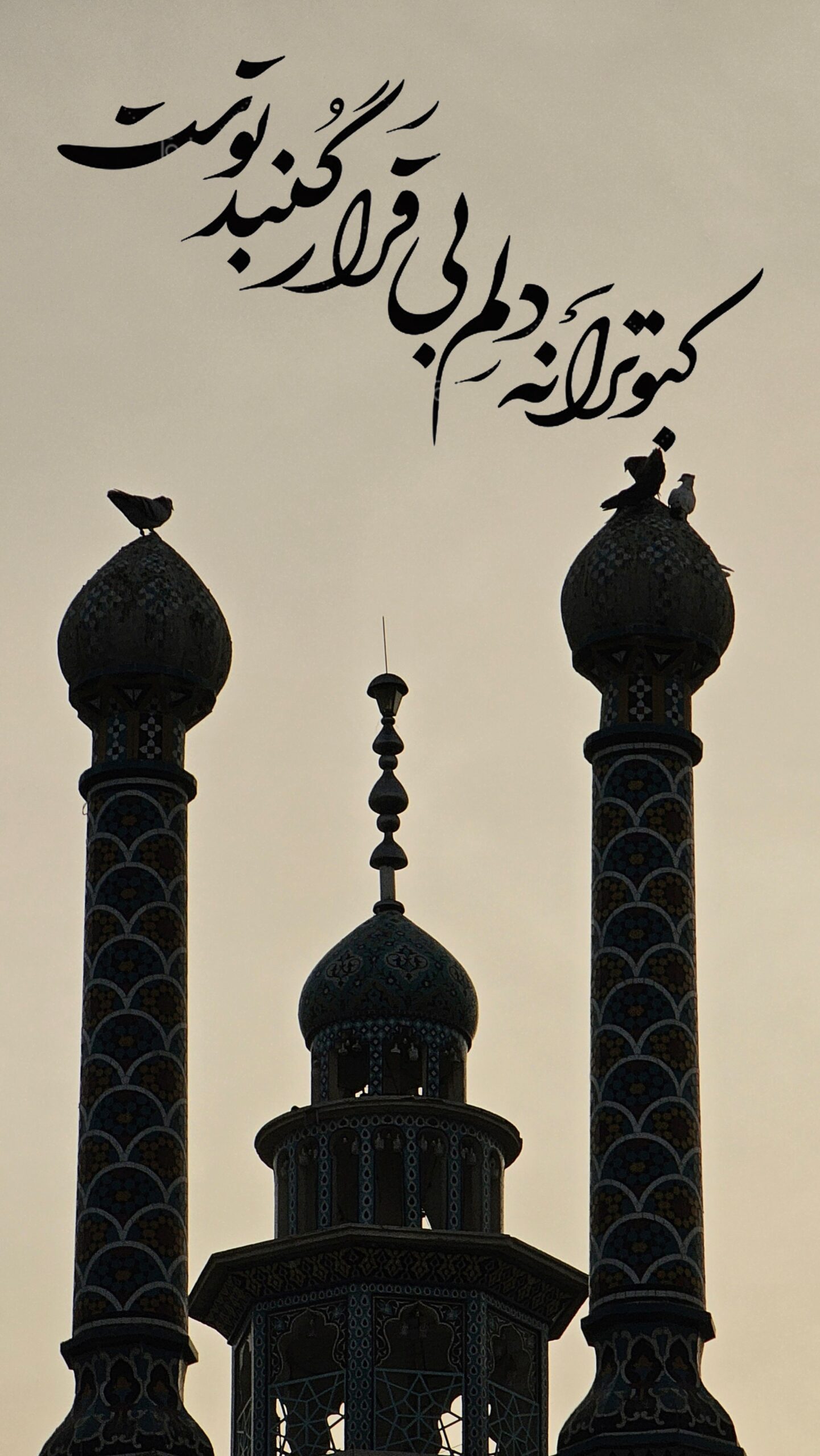 عکس نوشت | کبوترانه دلم…