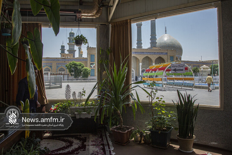 کاشت و نگهداری بیش از ۵۵۰ گل و گیاه در حرم مطهر حضرت معصومه(س) + تصاویر
