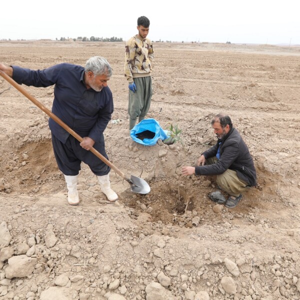 کاشت ۶ هزار نهال در اراضی موقوفه حرم حضرت معصومه (س) + تصاویر