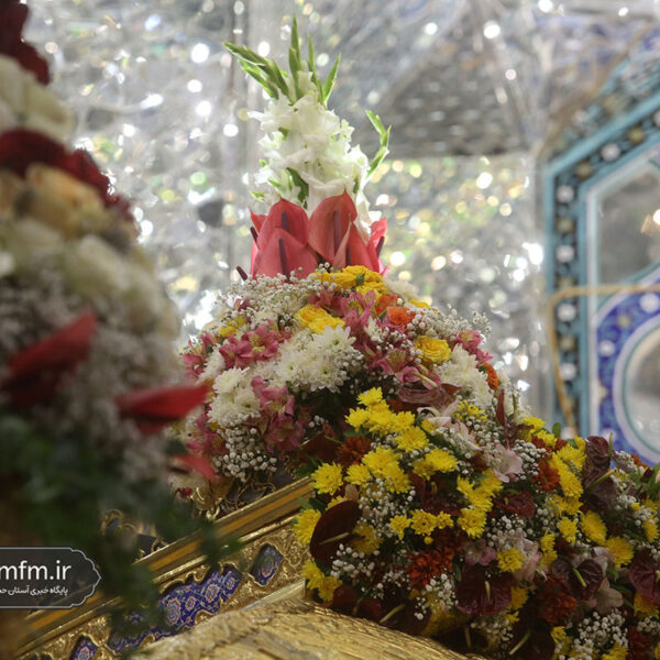 ضریح حرم حضرت معصومه(س) به مناسبت میلاد امام رضا(ع) گل‌آرایی شد